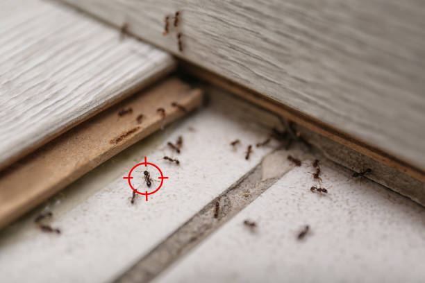 Best Spider Control Near Me  in Armada, MI